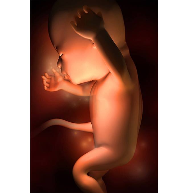 Hình ảnh thai nhi tuần 16