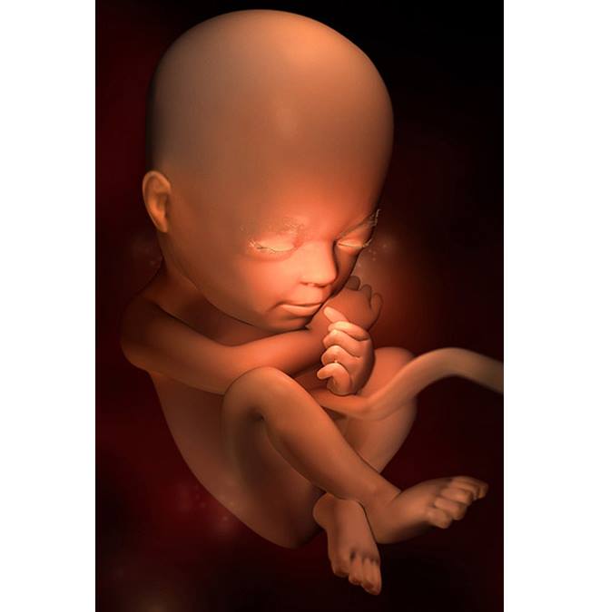 Hình ảnh thai nhi tuần 23