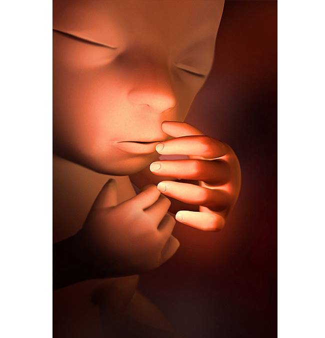 Hình ảnh thai nhi tuần 25