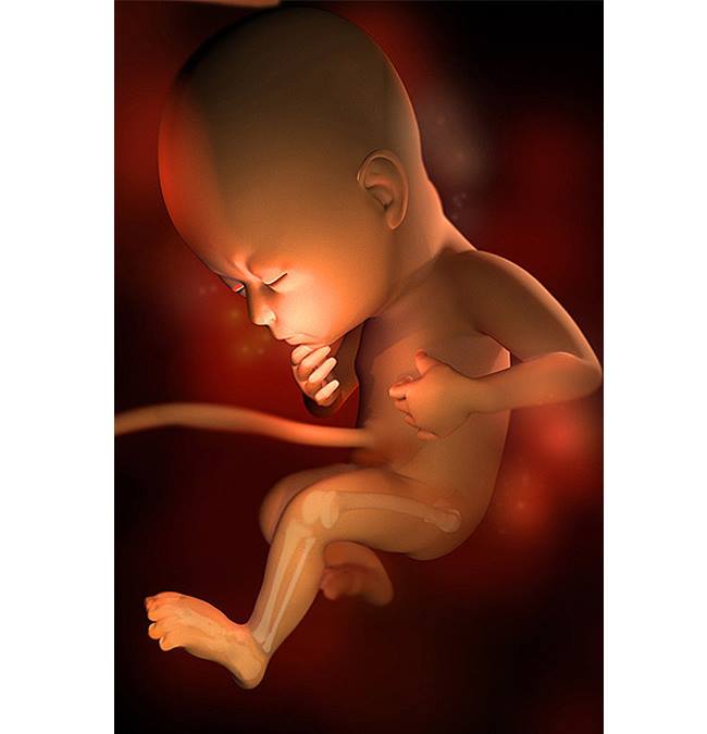 Hình ảnh thai nhi tuần 29