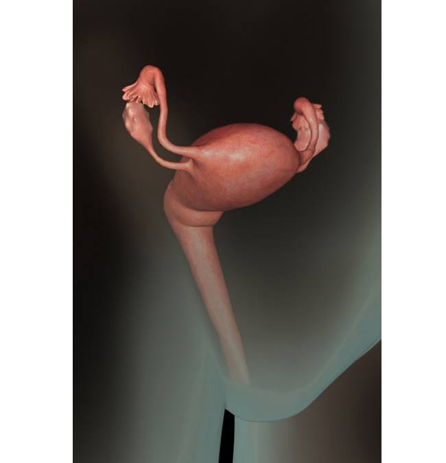 Hình ảnh thai nhi tuần 1