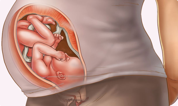 Sự phát triển của thai nhi tuần thứ 36
