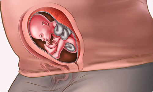 Sự phát triển của thai nhi tuần thứ 21