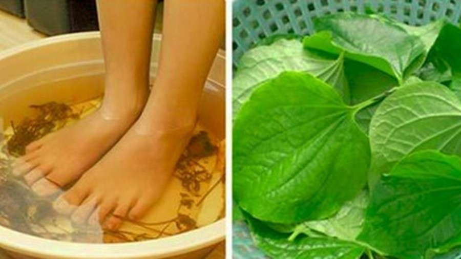 Các bài thuốc dân gian giúp đẩy lùi bệnh gút Các bài thuốc dân gian giúp đẩy lùi bệnh gút